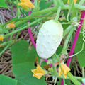 Miniature Sweet White Bush Cucumber Seeds - Organic Vegetable Garden - Cucumis sativus - 31+ Seeds