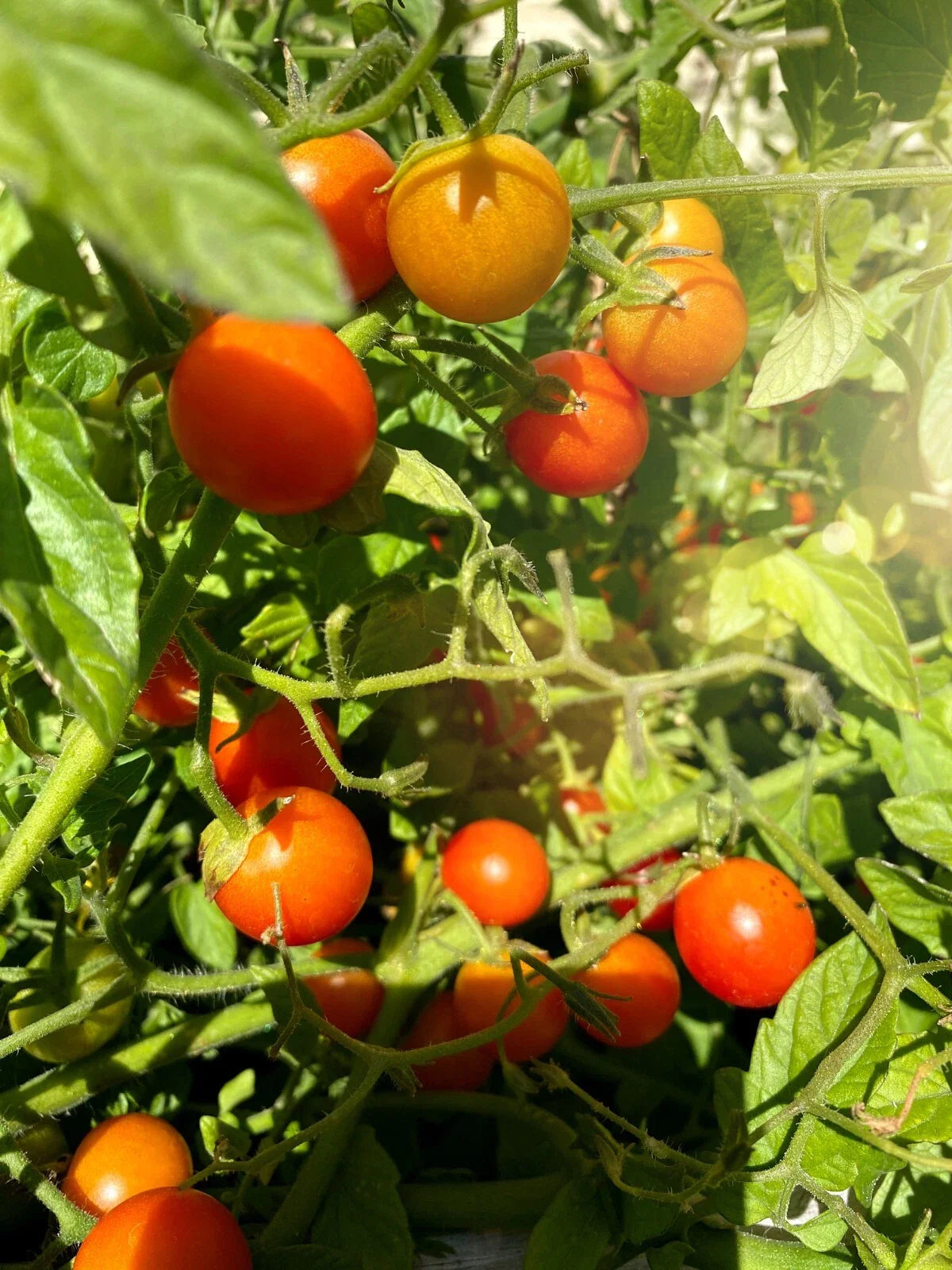 Super Sweet Tomato Seeds 50+ Non-GMO Prolific Flavorful Varieties
