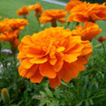 Tangerine Marigold Seeds - 25+ Pack for Garden Planting - Tagetes erecta - USA Grown, Free Shipping