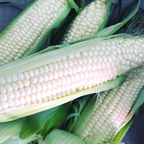 Silver Queen Corn Seeds | Hybrid White Corn | Non-GMO | Zea mays