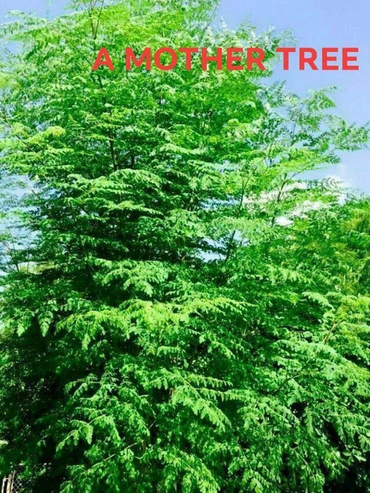 Moringa Oleifera Cutting 1" Dia 20" Miracle Tree of Life Stem, Drumstick Plant, Tropical Edible Tree