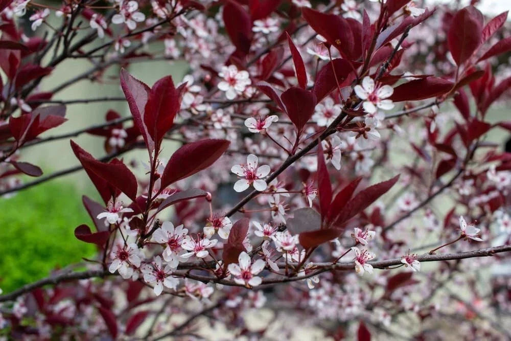 Sand Cherry Bush Seedlings - 2 Pack - Native Shrub - Prunus besseyi - Ideal for Landscaping and Wildlife Gardens