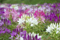 Spider Plant Seeds - 100 Count - Purple Pink White Variety - Clome Spinosa Perennial - US Seller
