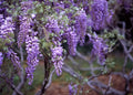 Purple Wisteria Seeds - 20 Count - Flowering Vine for Planting - Wisteria sinensis