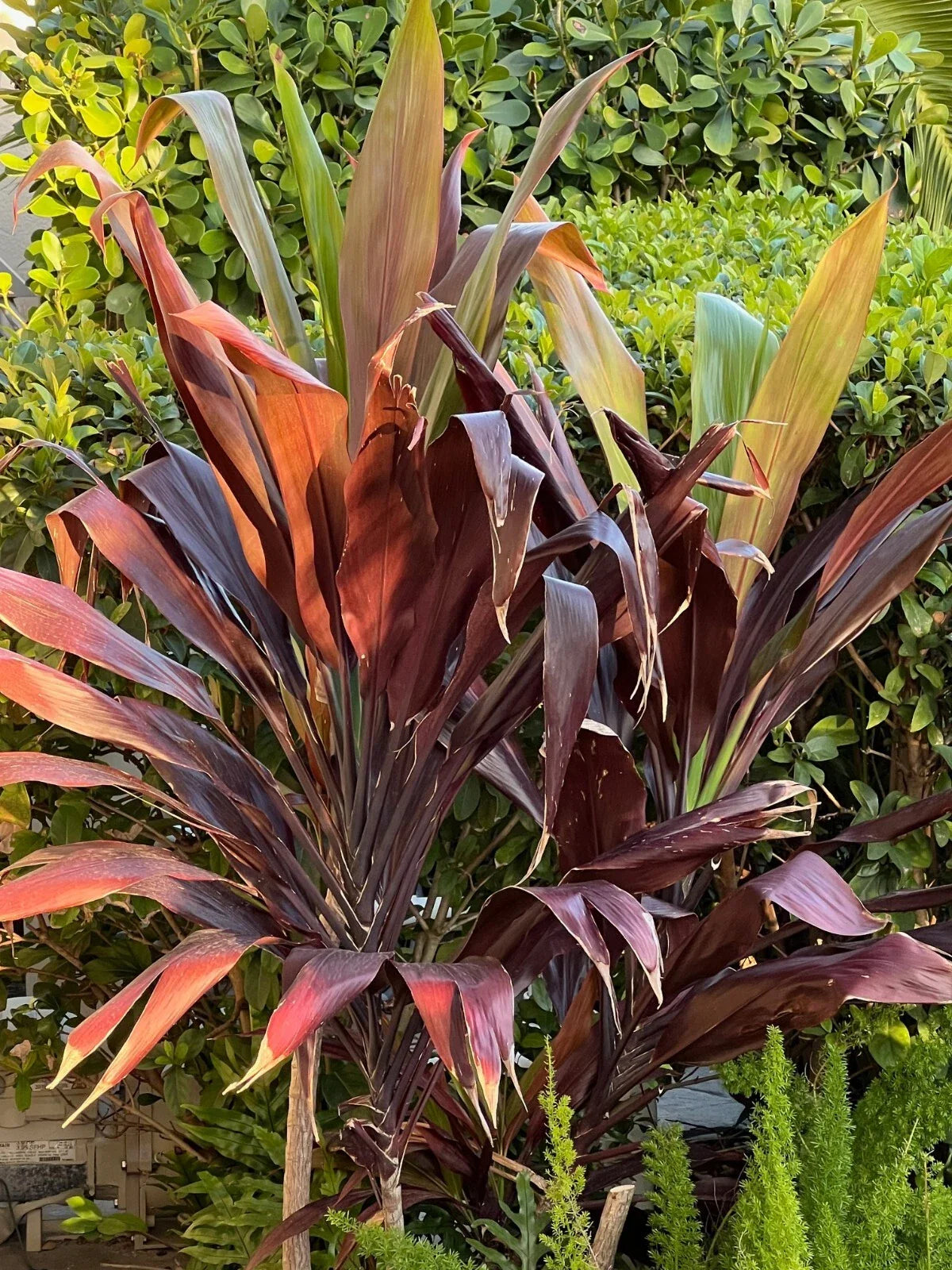 Hawaiian Ti Plant 4" Pot Black Magic Cordyline Fruticosa Tropical Houseplant