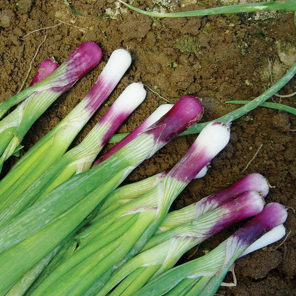 Red Bunching Onion Seeds Pack Non-GMO, Scallion Variety, Allium Fistulosum, Tracking Included
