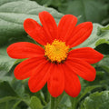 Mexican Sunflower Seeds - Red Torch Variety - Tithonia Rotundifolia for 2025 Planting