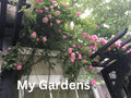 Rose Unrooted Cuttings - Cottage Sweet Williams, 3 Cuttings, 5-7” Long - Dianthus barbatus