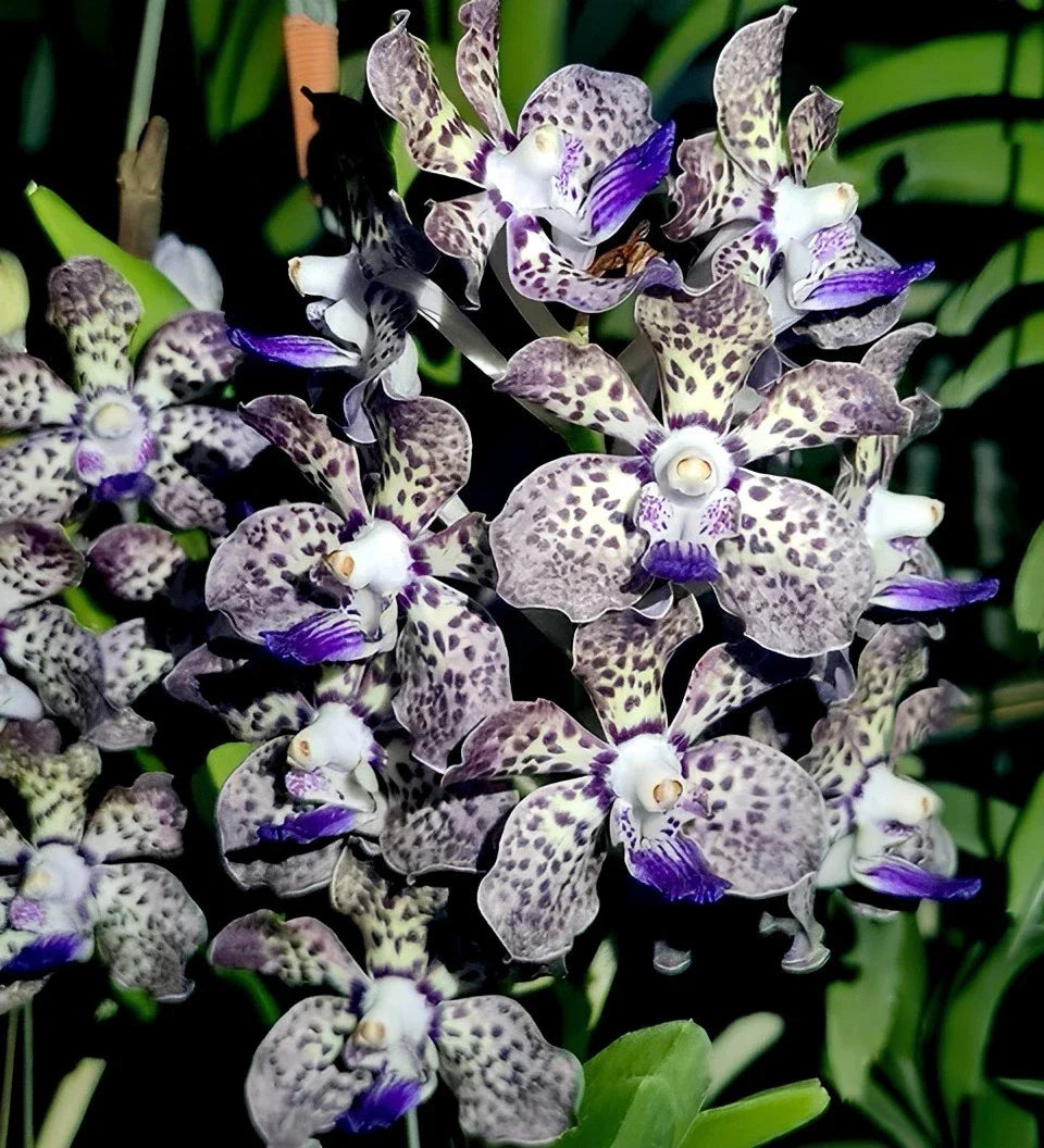 Fragrant Vanda Orchid Plant 4" Papilionanda Kyra Green × Paksorn Fragrance - Hawaiian Variety