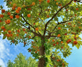 American Persimmon Tree 6-12" Quart Pot Cold Hardy Heirloom Diospyros Virginiana Outdoor Full Sun Orange Fruit