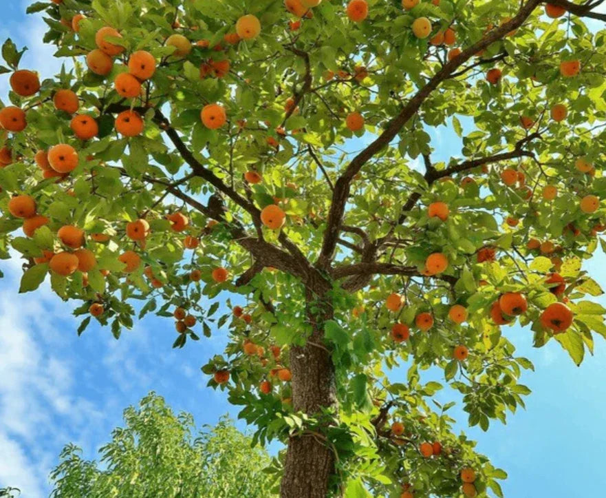 American Persimmon Tree 6-12" Quart Pot Cold Hardy Heirloom Diospyros Virginiana Outdoor Full Sun Orange Fruit