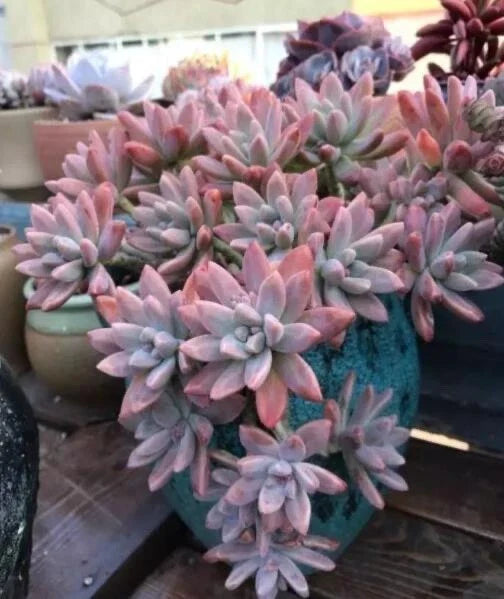 Live Succulent Plant - Rooted Graptosedum 'Francesco Baldi' - Unique Green and Red Variegation - Ideal for Indoor Decor