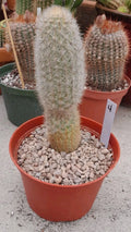 Haageocereus Pseudomelanostele Auriespinus Cactus - 7-8" Bareroot, Unique Spines, Rare Succulent Plant