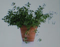 Thyme Herb Seeds - 100 Gourmet Culinary Seeds - Thymus vulgaris