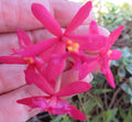 Epidendrum Orchid Cutting - 8" Magenta with Yellow Center - Tropical Flowering Plant (Epidendrum spp.)