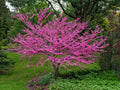Eastern Redbud Tree Seeds - 30 Count - Cercis canadensis - Ideal for Landscaping & Garden Projects