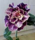 Purple Cream Desert Rose Seeds - 4 Pack - Adenium Obesum - Flower Seeds for Blooming Garden