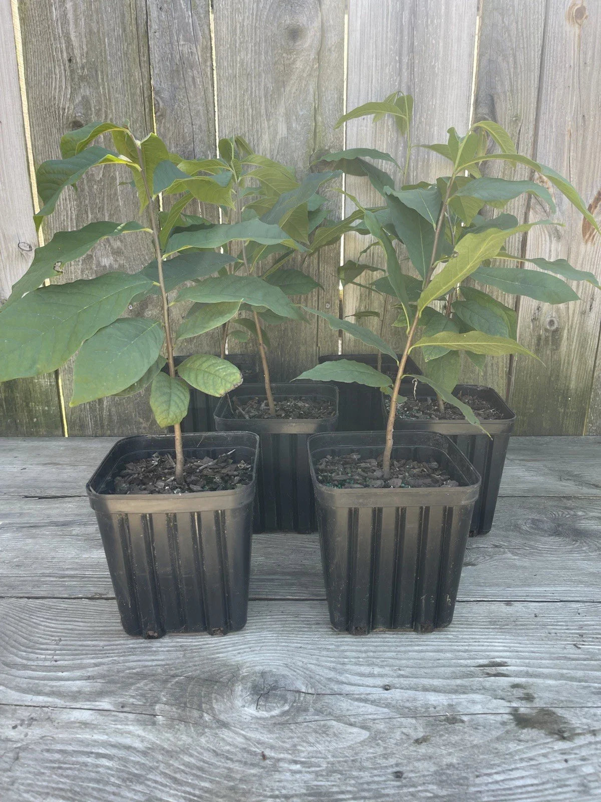 Potted Pawpaw Trees 1 Gallon 2 Year Old Asimina triloba 4 Pack Ready to Plant