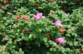Seaside Pink Rose Seeds – Rosa Rugosa Fruiting Shrub – 30+ Seeds, Coastal Garden Plant, Pink Blooms, Free Shipping