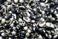Calypso Bean Seeds for Planting, 20 Seeds, Easy to Grow, Delicious Variety, Phaseolus vulgaris