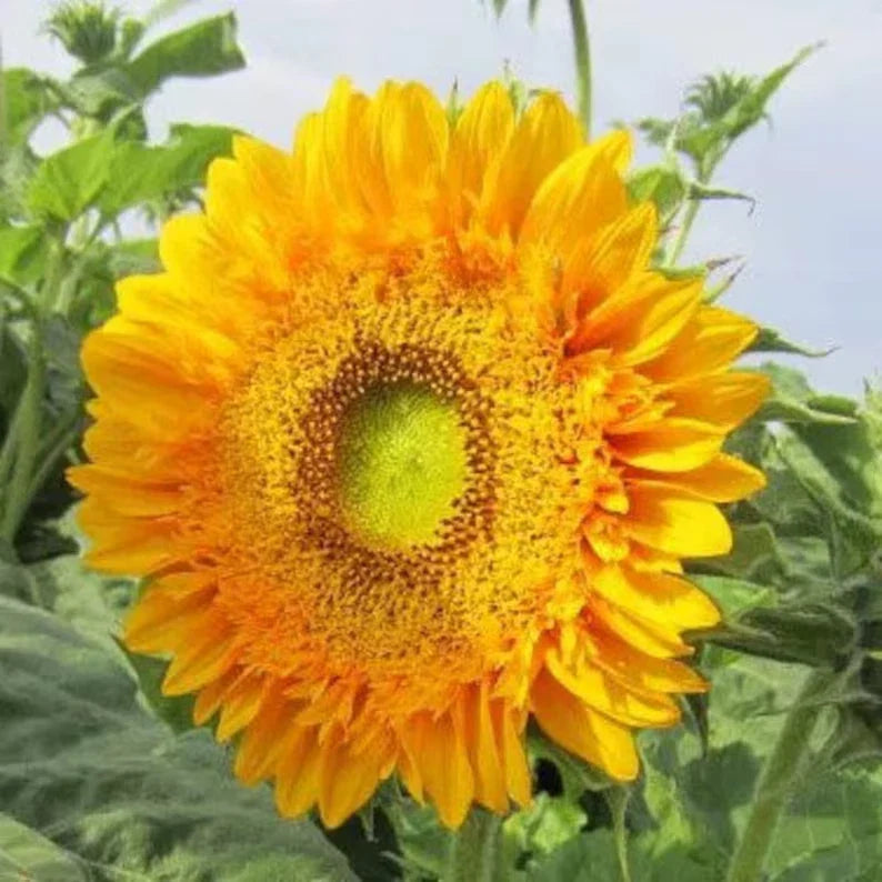 Double Sun Sunflower Seeds - 20 Organic Seeds - Helianthus annuus - USA Grown, Ships Free