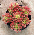 Sedum Rubrotinctum "Aurora" - 4" Potted Plant - Pink Jelly Beans Succulent - Easy Care Indoor Plant