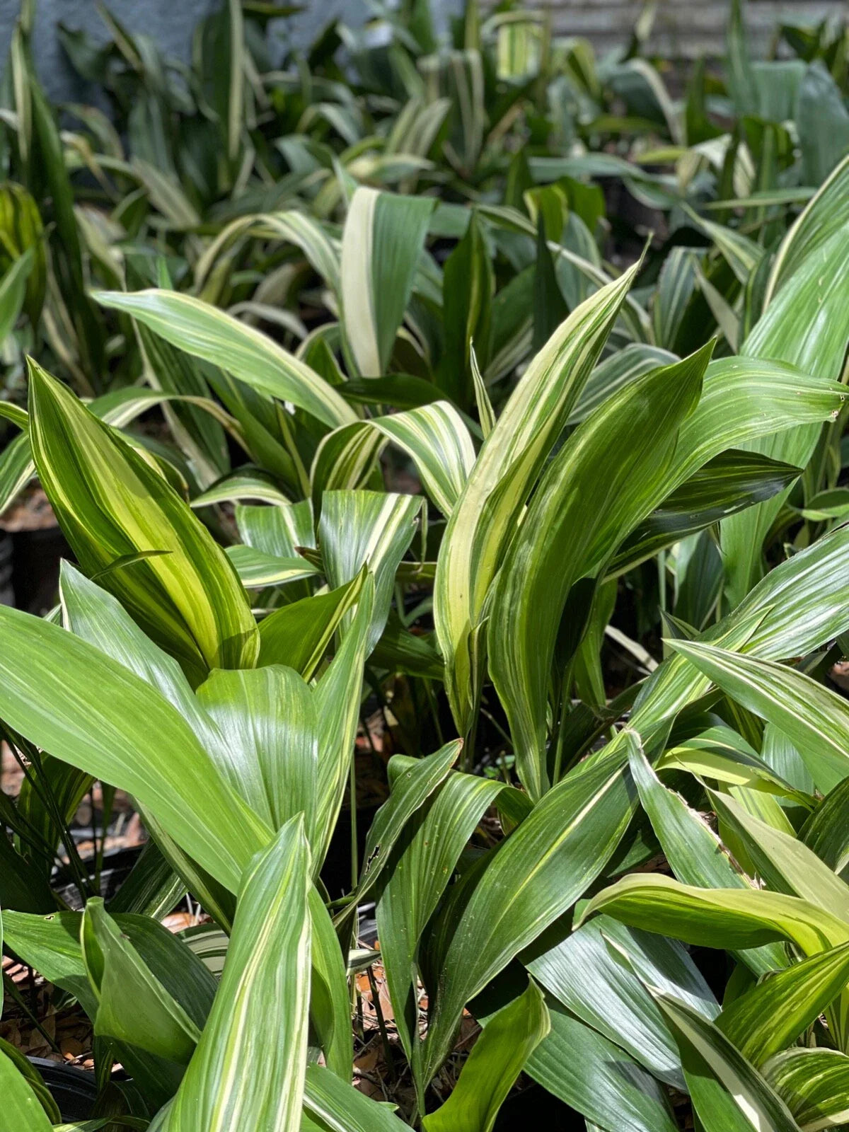 Variegated Aspidistra Plants - 5 Pack - Aspidistra elatior - Hardy Cast Iron Plants for Indoor or Outdoor Use