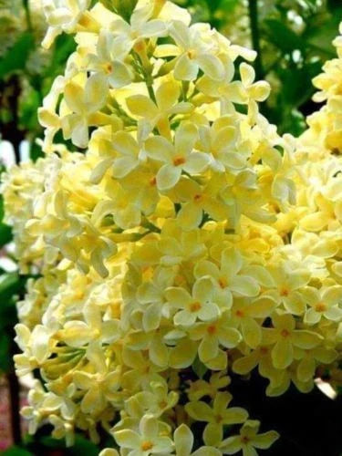 Yellow Lilac Seeds - 25 Perennial Flower Seeds for Fragrant Blooms - Syringa vulgaris - US Seller