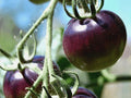 Organic Black Plum Tomato Seeds, 25 Count, Heirloom Variety, 100% Non-GMO, Suitable for Virginia Gardens