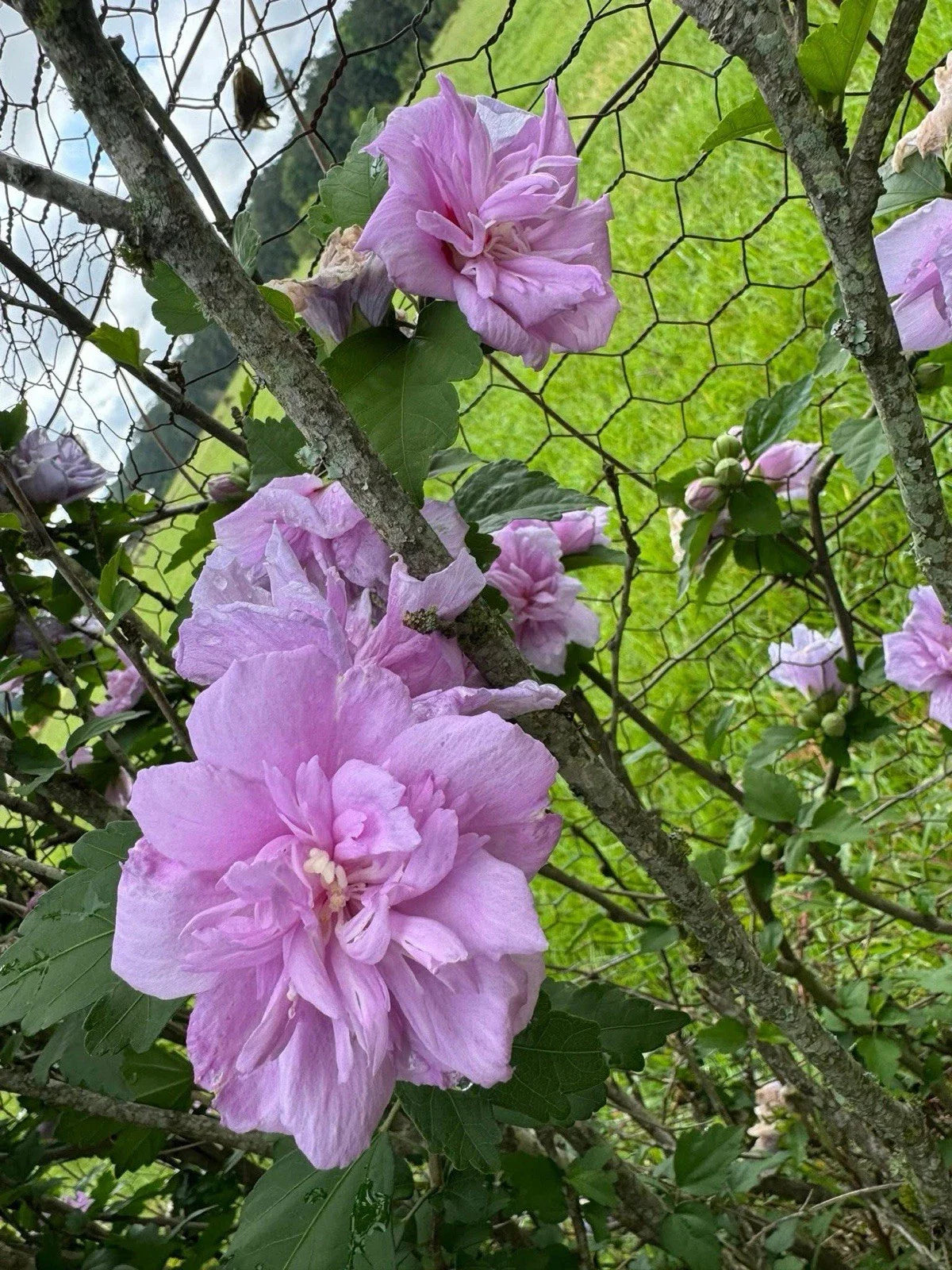 Purple Double Rose of Sharon Hibiscus Shrub Rooted Cuttings - Hibiscus syriacus LIVE Plants