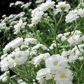 Baby's Breath Seeds - Snowflake Perennial Heirloom Non-GMO Cut Flowers - 100 Seeds (Gypsophila paniculata)