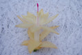 Christmas Cactus Starter Plant - Comet - Schlumbergera Truncata - Healthy Well-Rooted Succulent for Home Decor