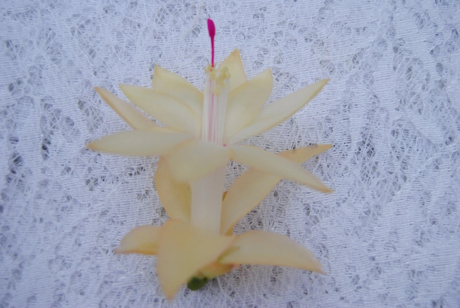Christmas Cactus Starter Plant - Comet - Schlumbergera Truncata - Healthy Well-Rooted Succulent for Home Decor