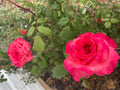 Portlandia Climbing Rose Cuttings - 4 Live Rose Bush Cuttings - Flowering Shrub Propagation