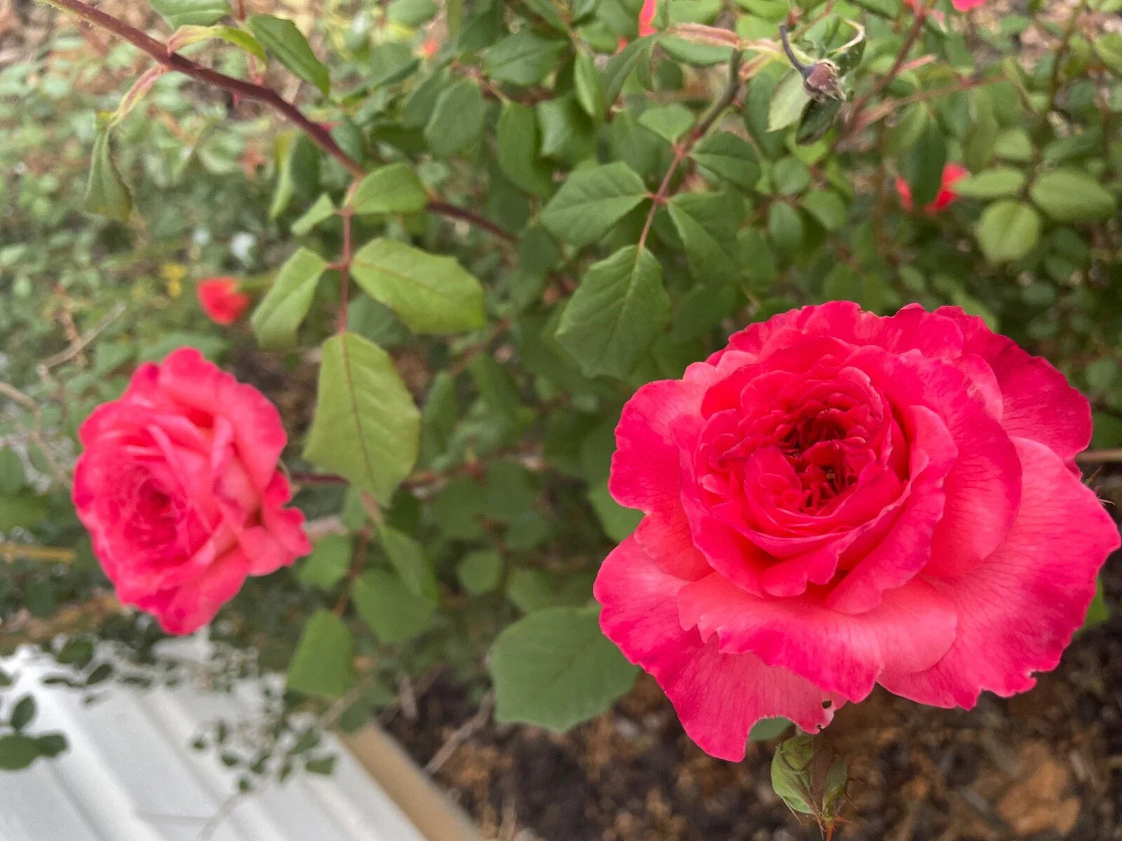 Portlandia Climbing Rose Cuttings - 4 Live Rose Bush Cuttings - Flowering Shrub Propagation