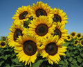 Sunflower Seeds - Pro Cut Brilliance Variety - Fresh Seed - Helianthus annuus