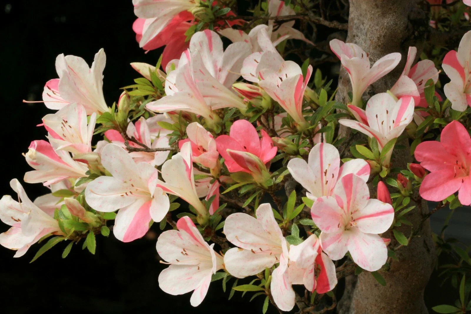Azalea Starter Plant - Bi-Color Striped Blooms - Rhododendron Deciduous