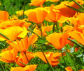 California Poppy Seeds 300+ Orange Flower Garden Seeds Eschscholzia californica USA Free Shipping