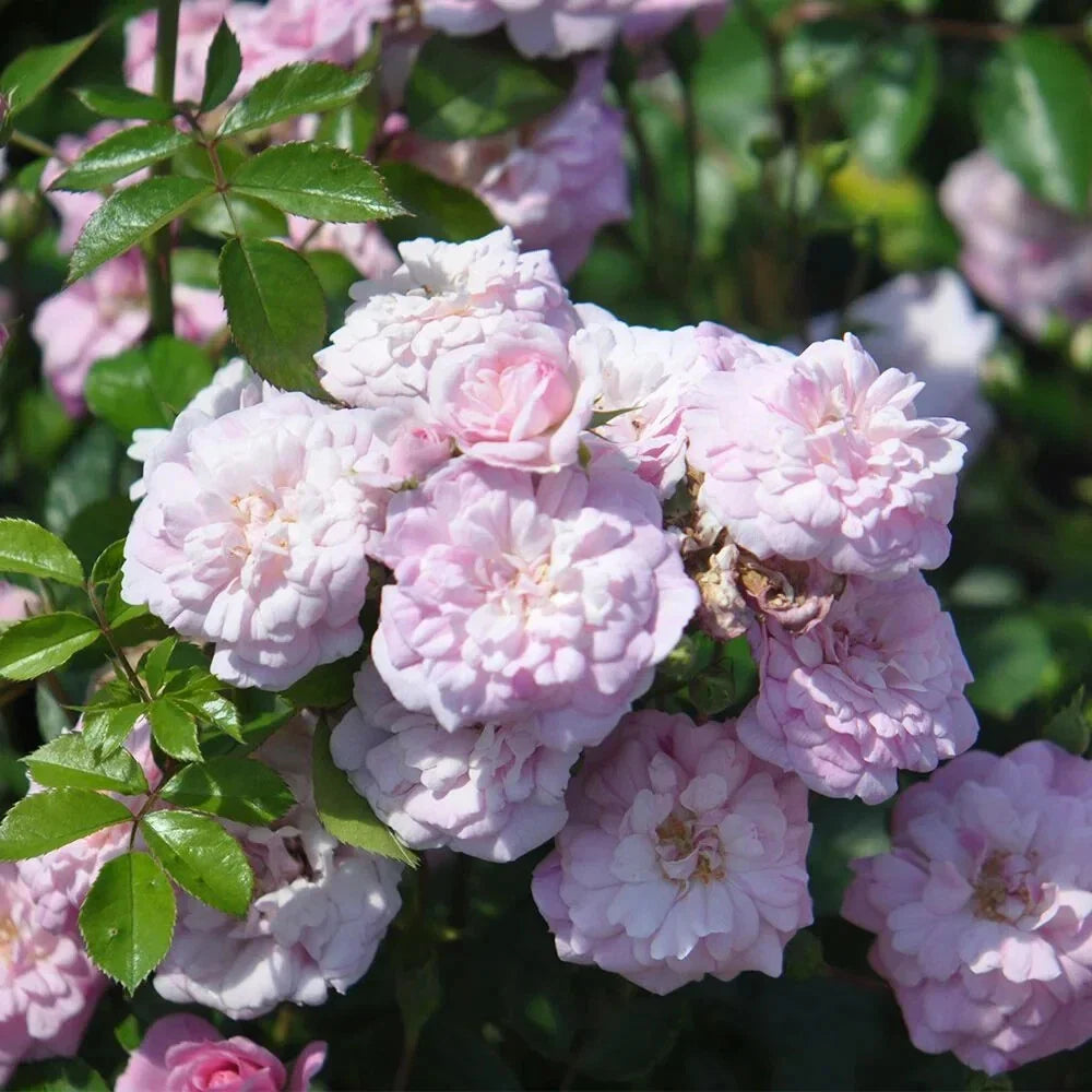 Rural England Rose Plant Cuttings - 4 Live Flower Cuttings - Rosa spp.