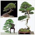 Bonsai Tree Seeds - Japanese Black Pine - 30+ Seeds - Prized Evergreen (Pinus thunbergii)