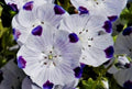Five Spot Seeds - 50 Fresh Seeds - Five Spot (Nemophila maculata) - Free USA Shipping