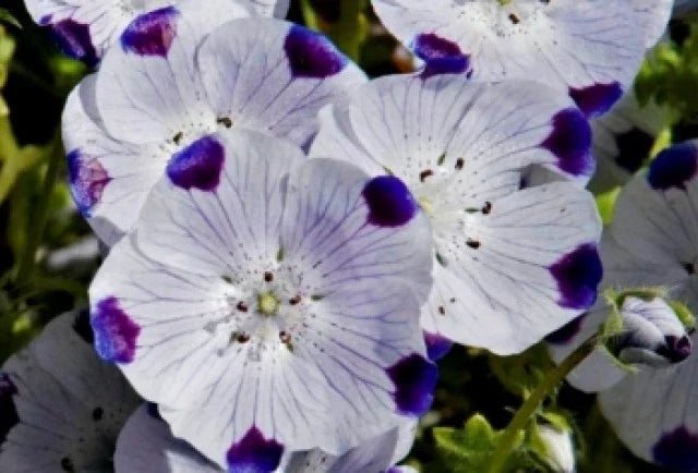 Five Spot Seeds - 50 Fresh Seeds - Five Spot (Nemophila maculata) - Free USA Shipping