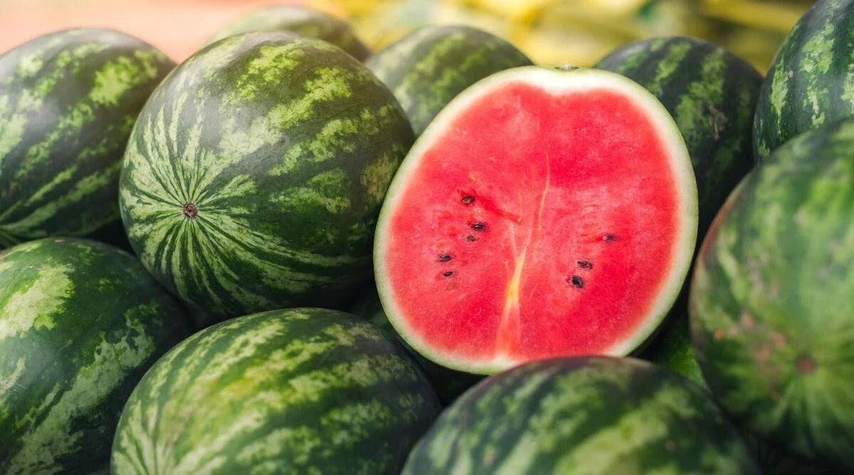 Picnic Watermelon Seeds - 50+ Pack for Garden Planting - Citrullus lanatus - USA Grown, Free Shipping