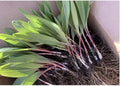 Organic Ramps Wild Leeks Bulbs - 5 Bare Root Allium for Planting - Easy Grow Garden Bulbs - Edible Perennial Vegetables