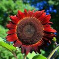 Sunflower Seeds 50 Count Red Sun Bronze Maroon Flowers Non-GMO Helianthus annuus