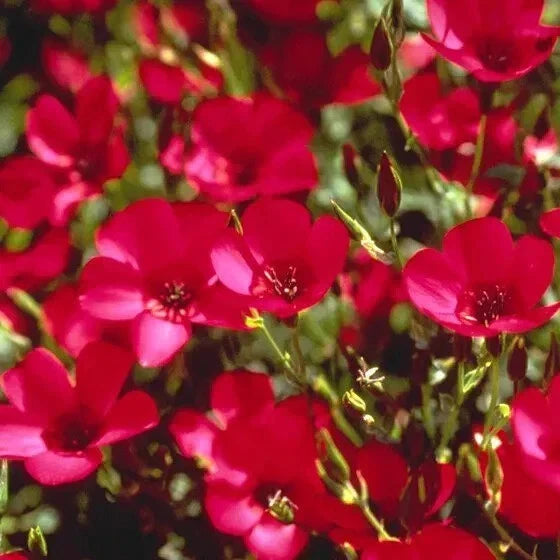 Organic Red Scarlet Flax Seeds - 200 Count - USA Grown - Non-GMO, Heirloom Quality - Perfect for Gardening and Planting