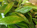 Hoya Pubicalyx Silver Splash Cutting - Tropical Exotic Wax Vine House Plant, Indoor Garden, Air Purifier Plant