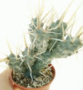 Tephrocactus Articulatus Var. Papyracanthus Cutting - 2" Long Rare Cactus Pup, Unique Succulent for Collection