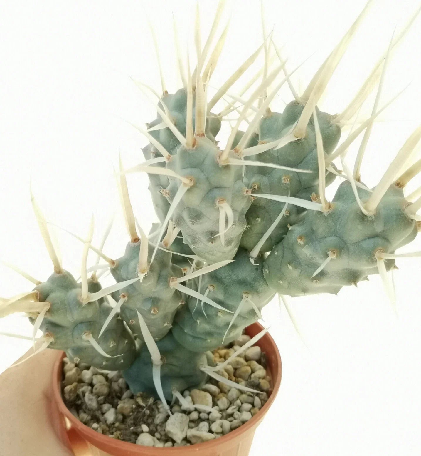 Tephrocactus Articulatus Var. Papyracanthus Cutting - 2" Long Rare Cactus Pup, Unique Succulent for Collection