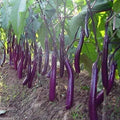 Long Purple Eggplant Seeds for Planting | 150+ Non-GMO Heirloom Seeds | Solanum melongena
